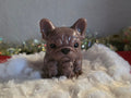 Mini Silicone frenchie with 3 Puppies