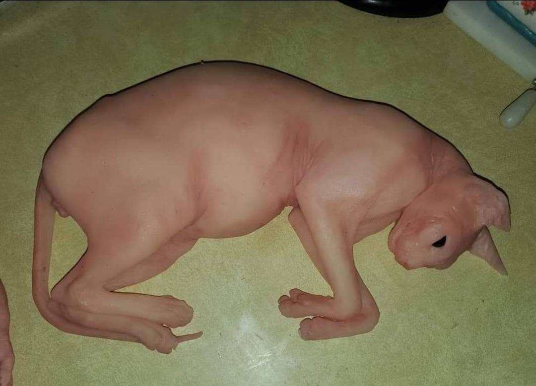 Silicone sphynx cat