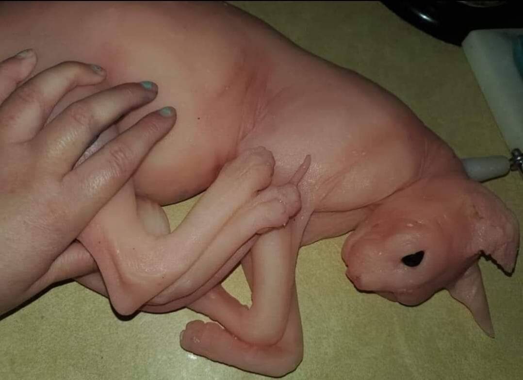 Silicone sphynx cat size of real adult cat