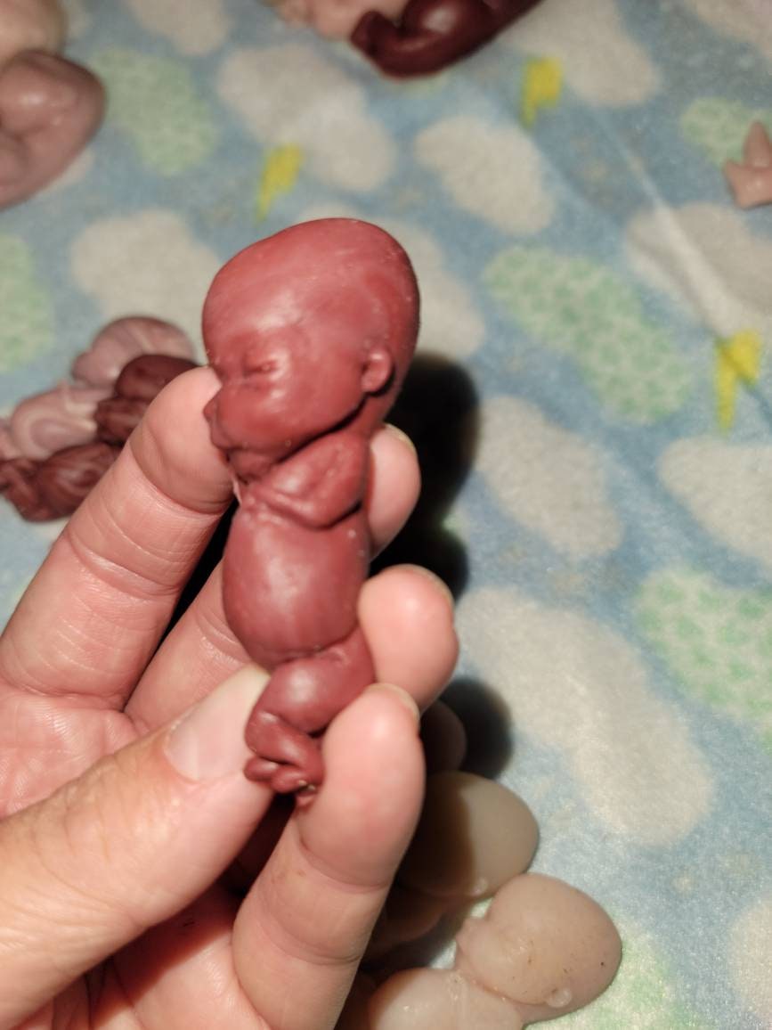 12 week gestational fetus memorial baby keepsake