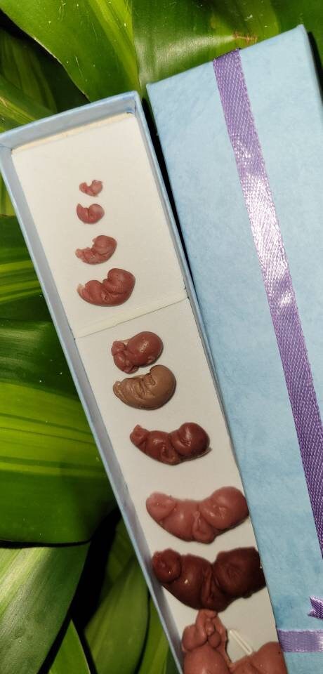 Silicone baby fetus LOT pro life developmental