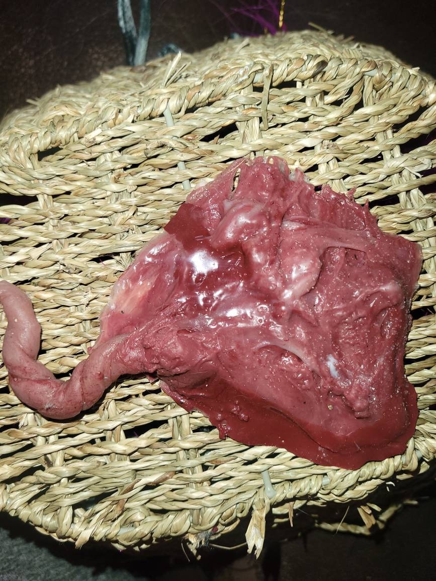 Silicone placenta and umbilical cord for silicone baby