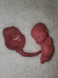 Silicone fetus with placenta and umbilical cord