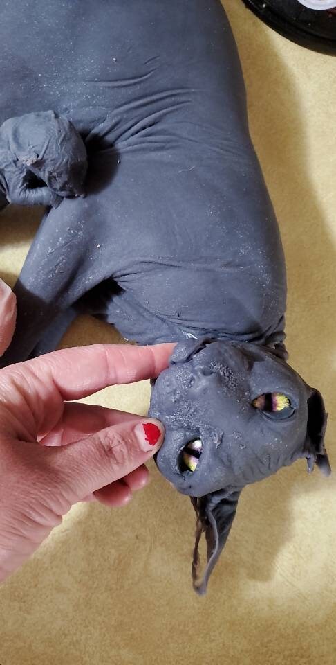 Silicone sphynx cat size of real adult cat