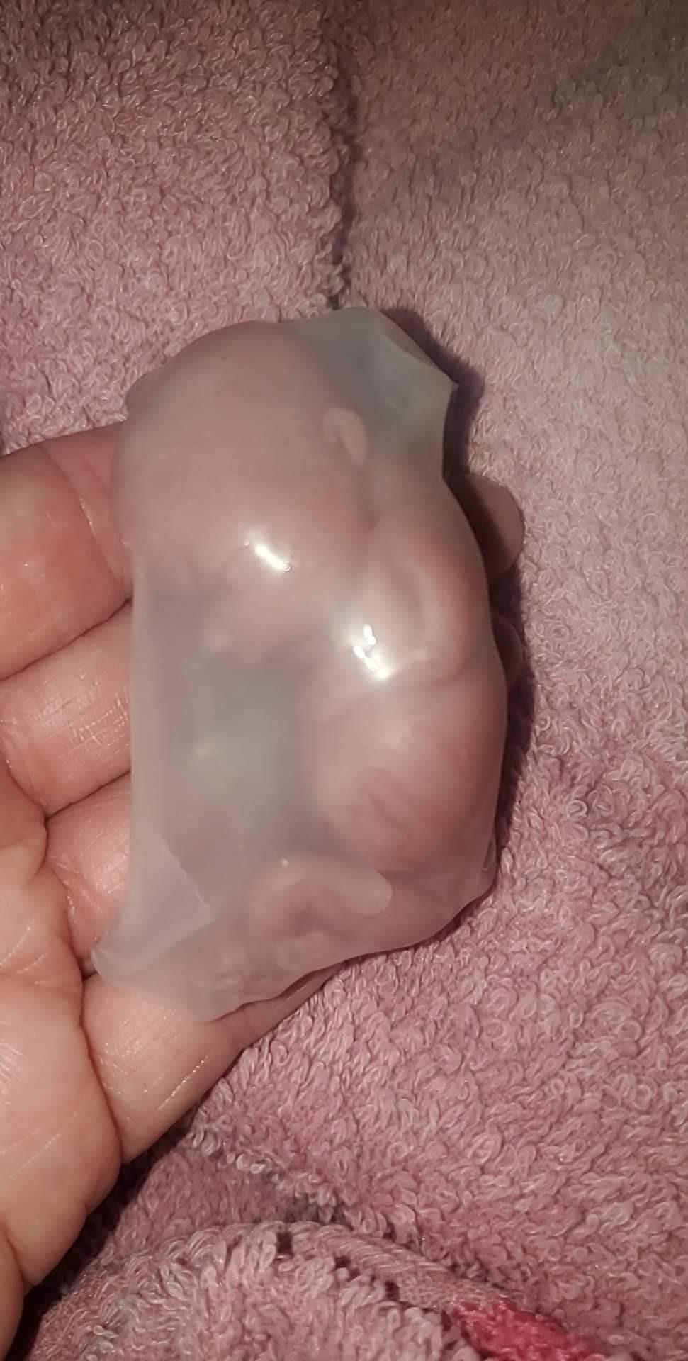 silicone baby fetus memorial fetus inside WOMB keepsake