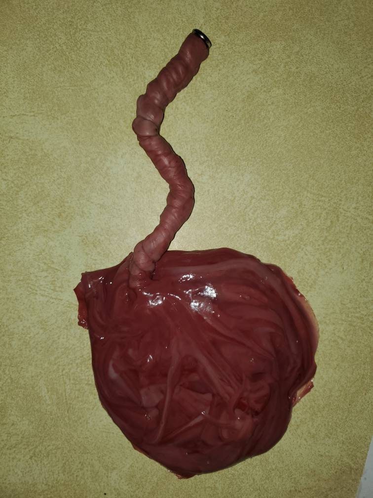 Silicone placenta and umbilical cord for silicone baby