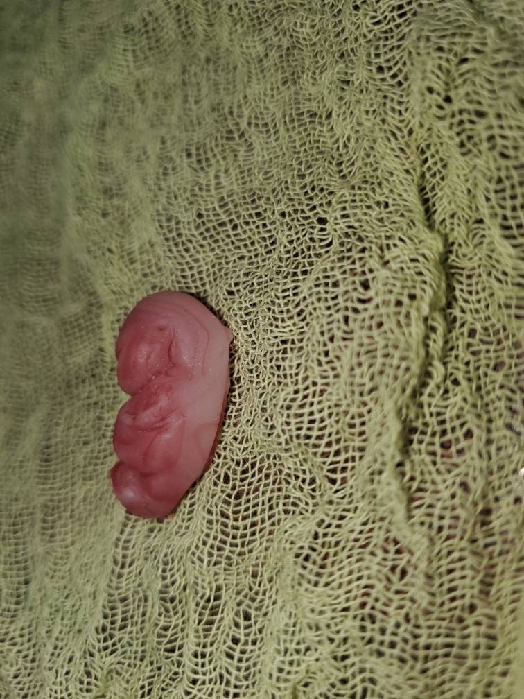 8 week gestational fetus silicone baby red/mixed color