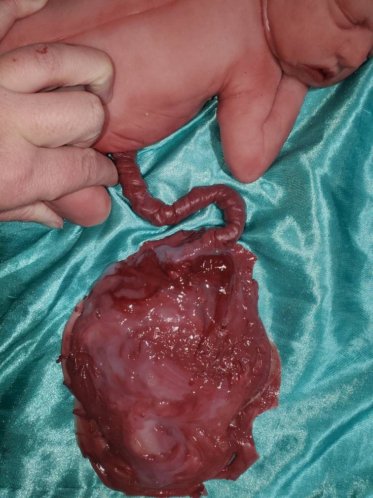 13" silicone art doll girl fully painted with umbilical cord maribelle