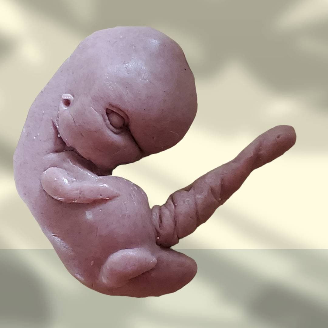 13 week sized gestation silicone fetus memorial baby with umbilical cord