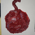 Silicone placenta and umbilical cord for silicone baby
