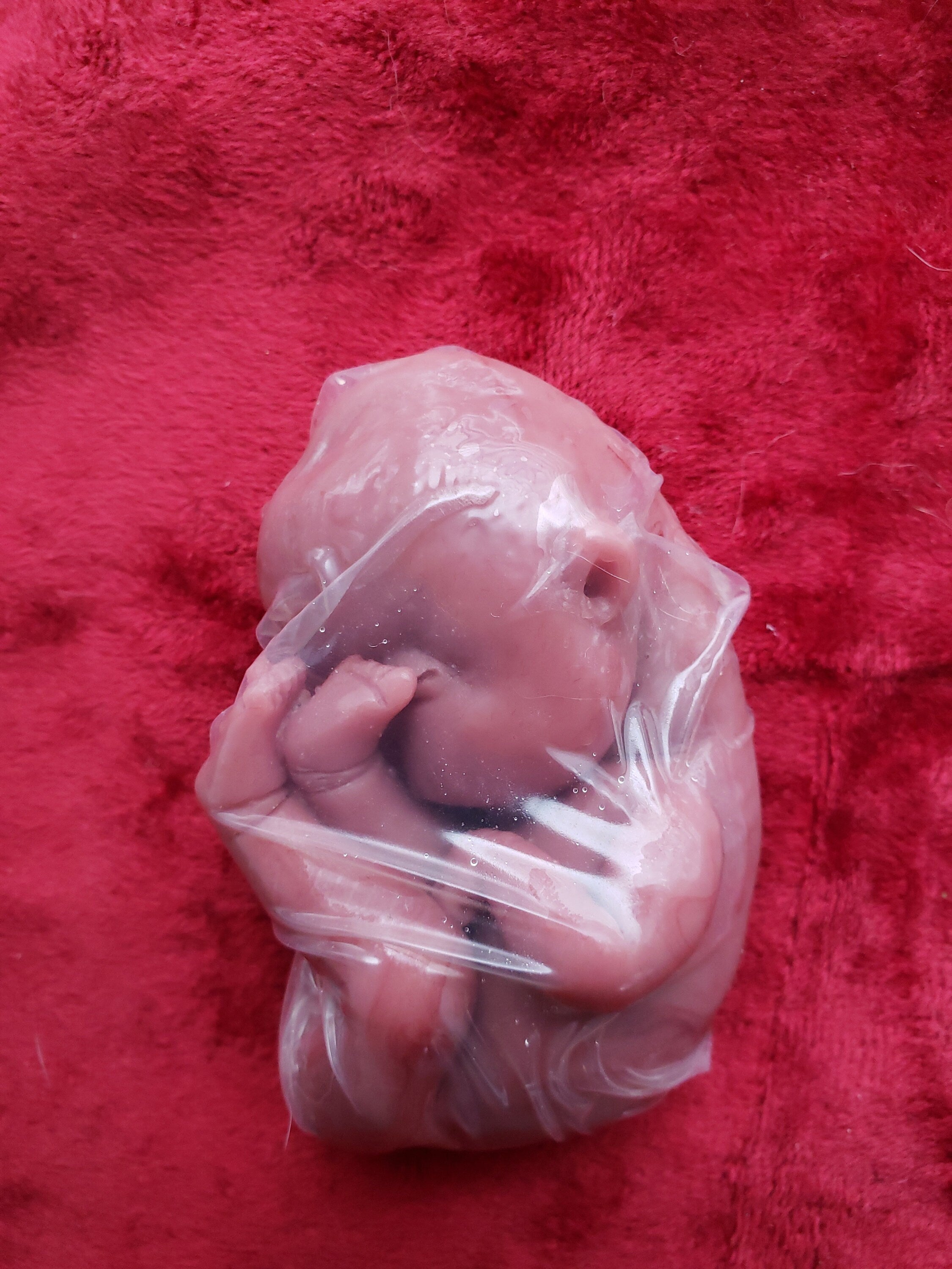 fetus silicone baby memorial inside womb