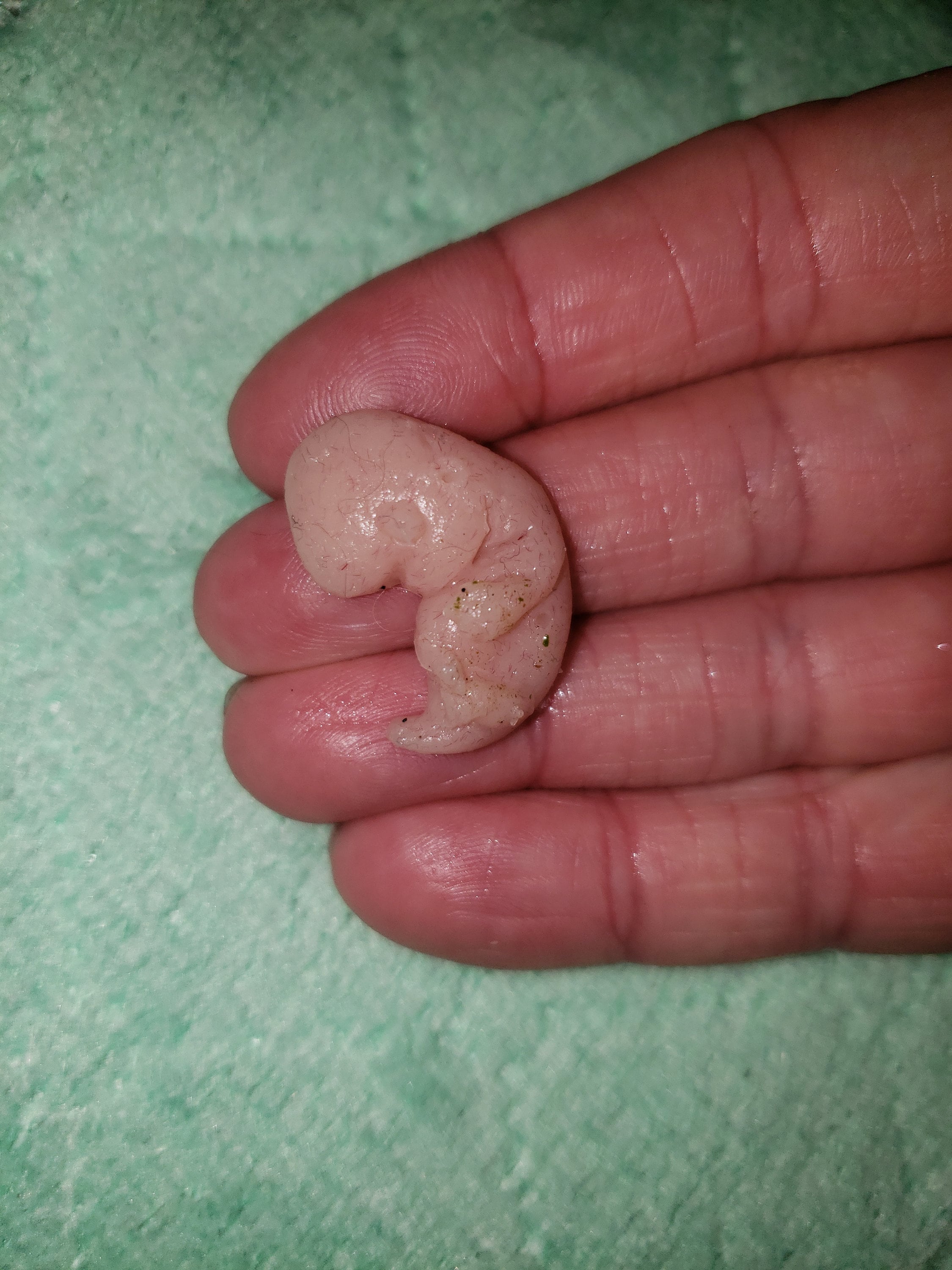 9 week gestational fetus silicone baby red/mixed color