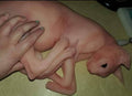 spyhnx silicone cat replica
