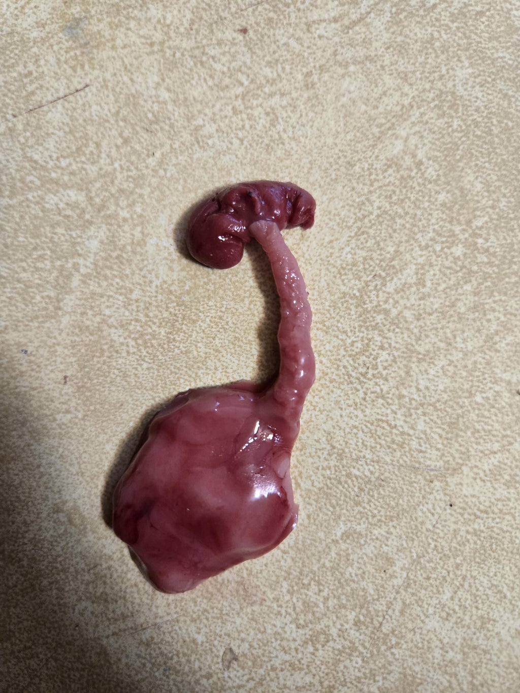 fetus silicone baby memorial with umbilical cord attached