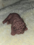 3" mini bulldog silicone puppy dog