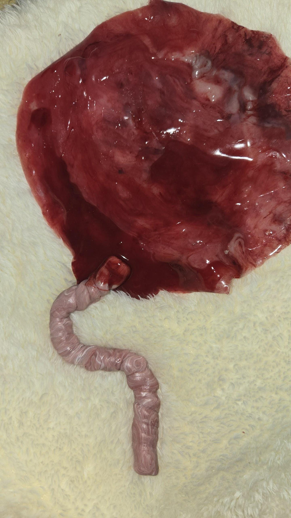 warning graphic** Silicone placenta and umbilical cord for silicone baby