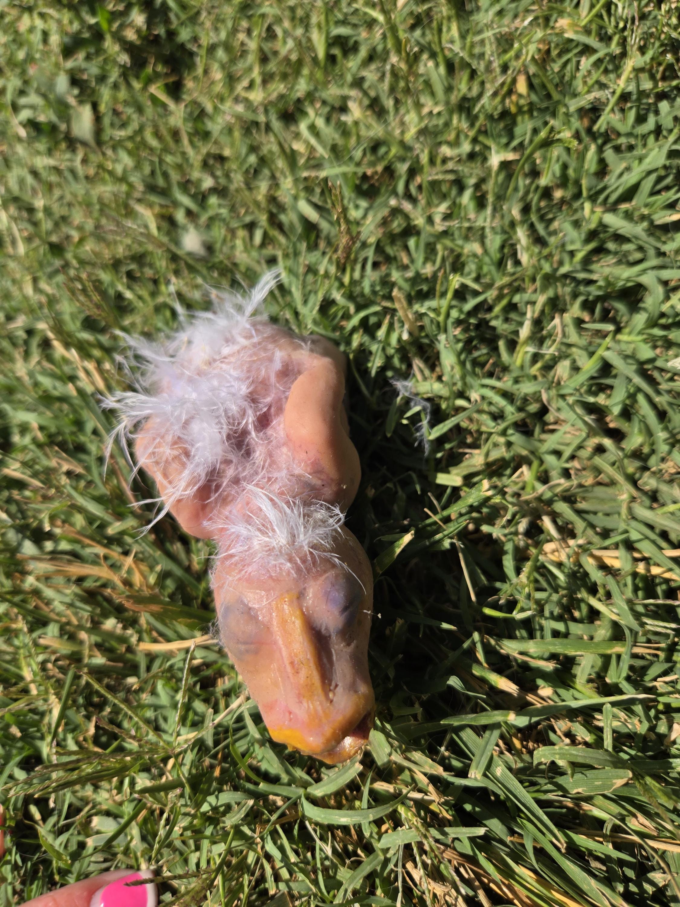 Custom 4" Silicone Baby Bird – Fantasy Creature Art Doll