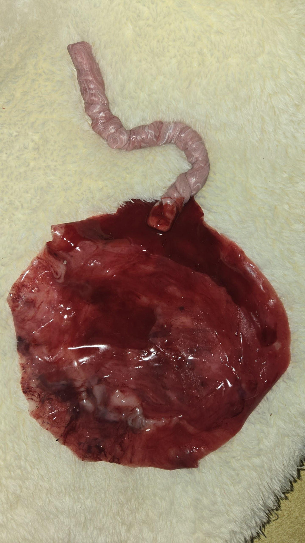 warning graphic** Silicone placenta and umbilical cord for silicone baby