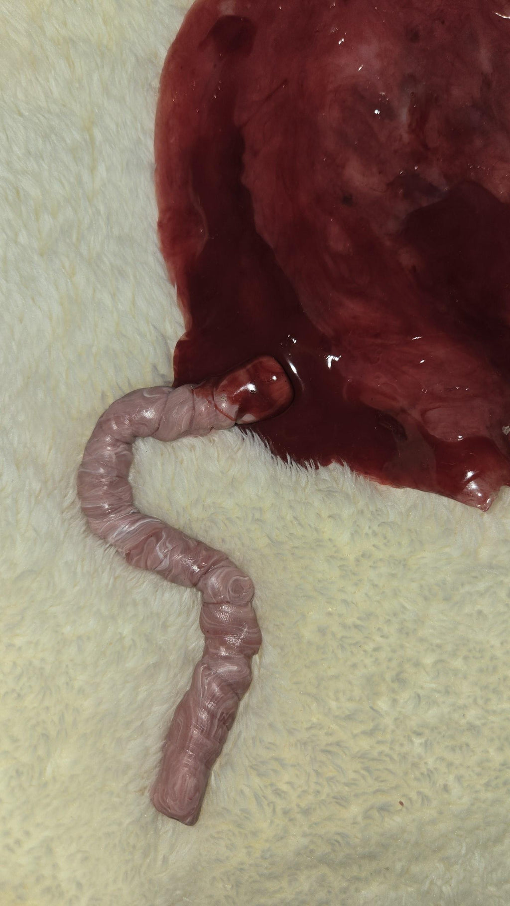 warning graphic** Silicone placenta and umbilical cord for silicone baby