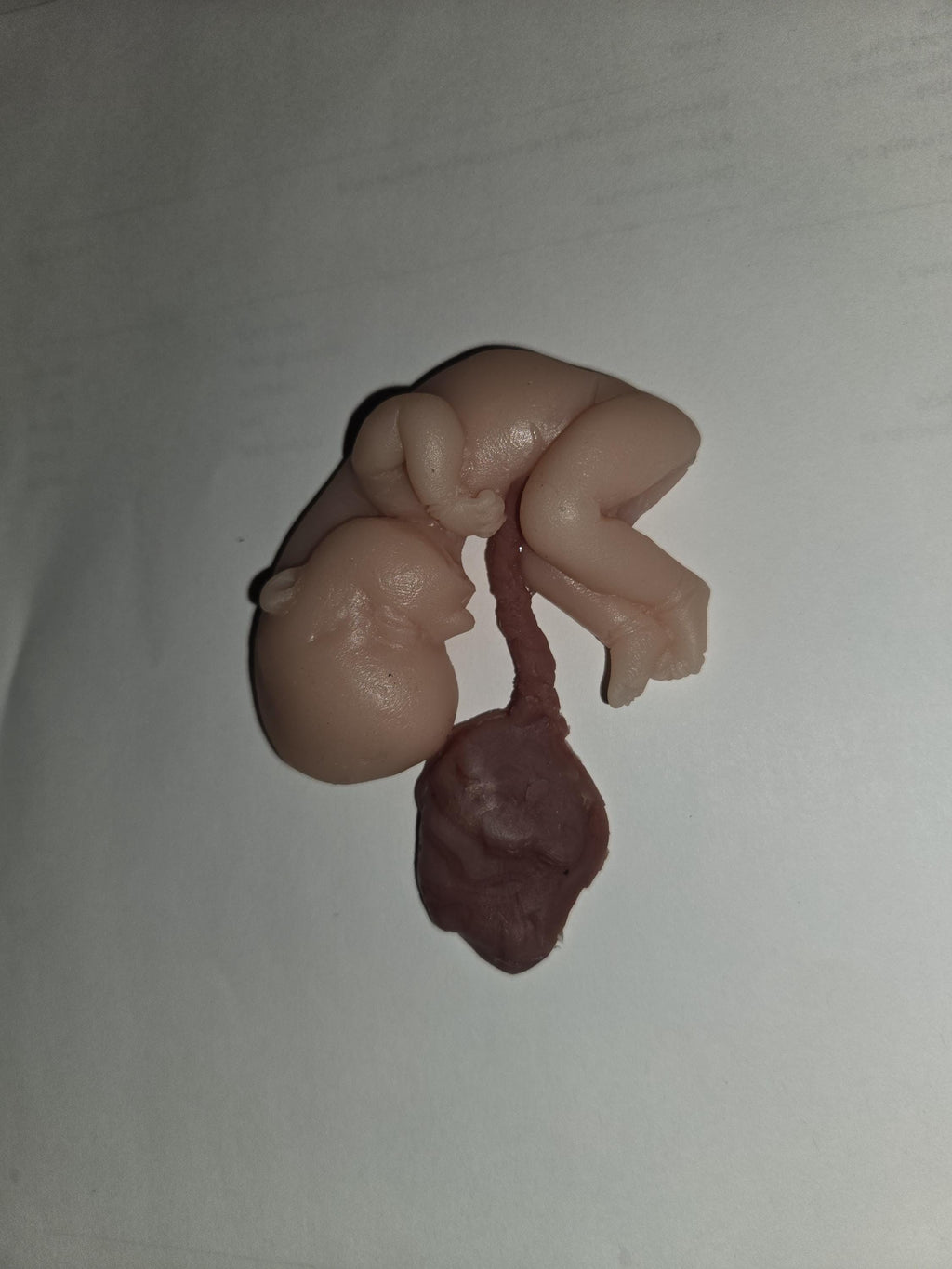 Silicone fetus with placenta and umbilical cord