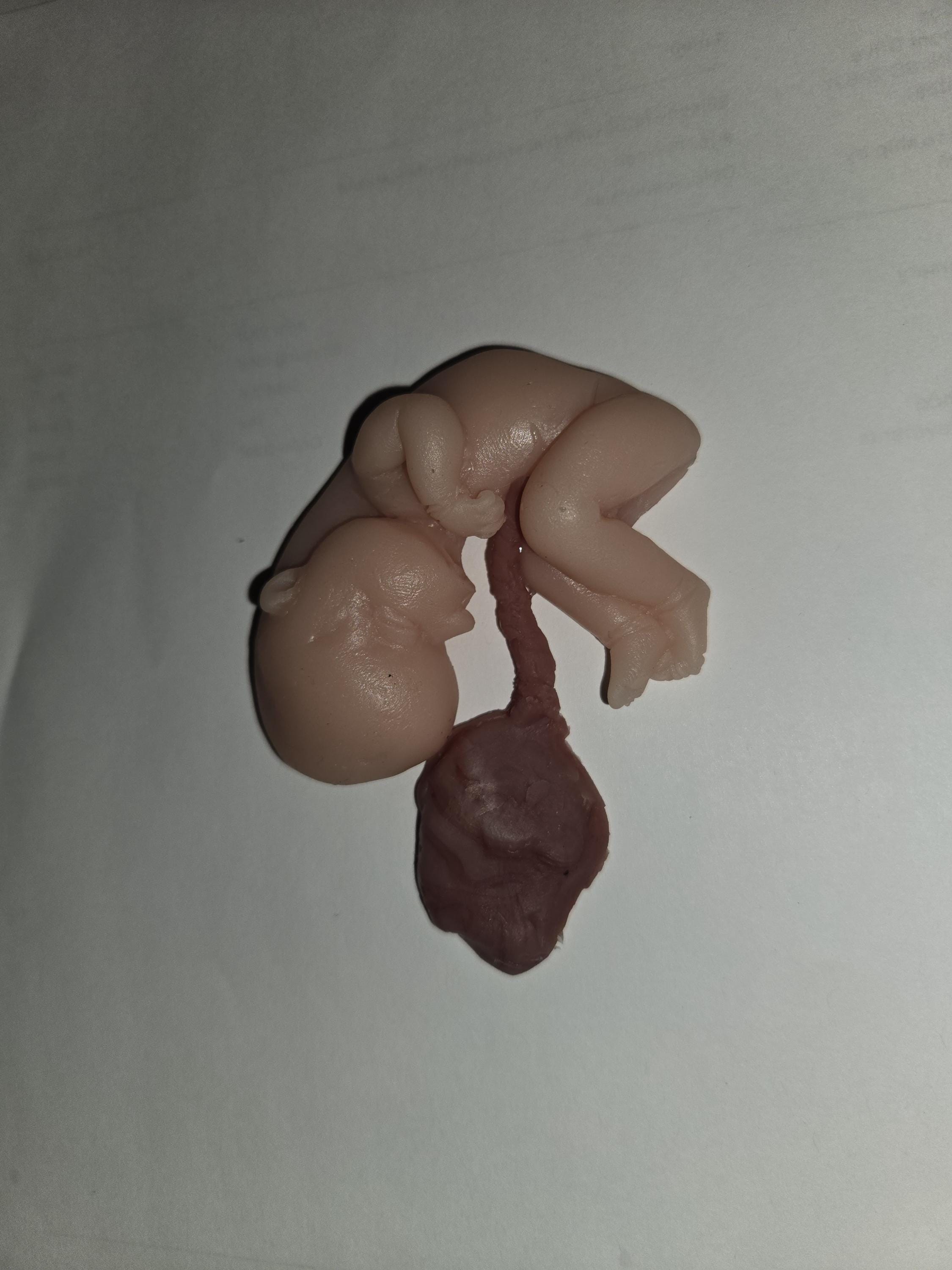 Silicone fetus with placenta and umbilical cord