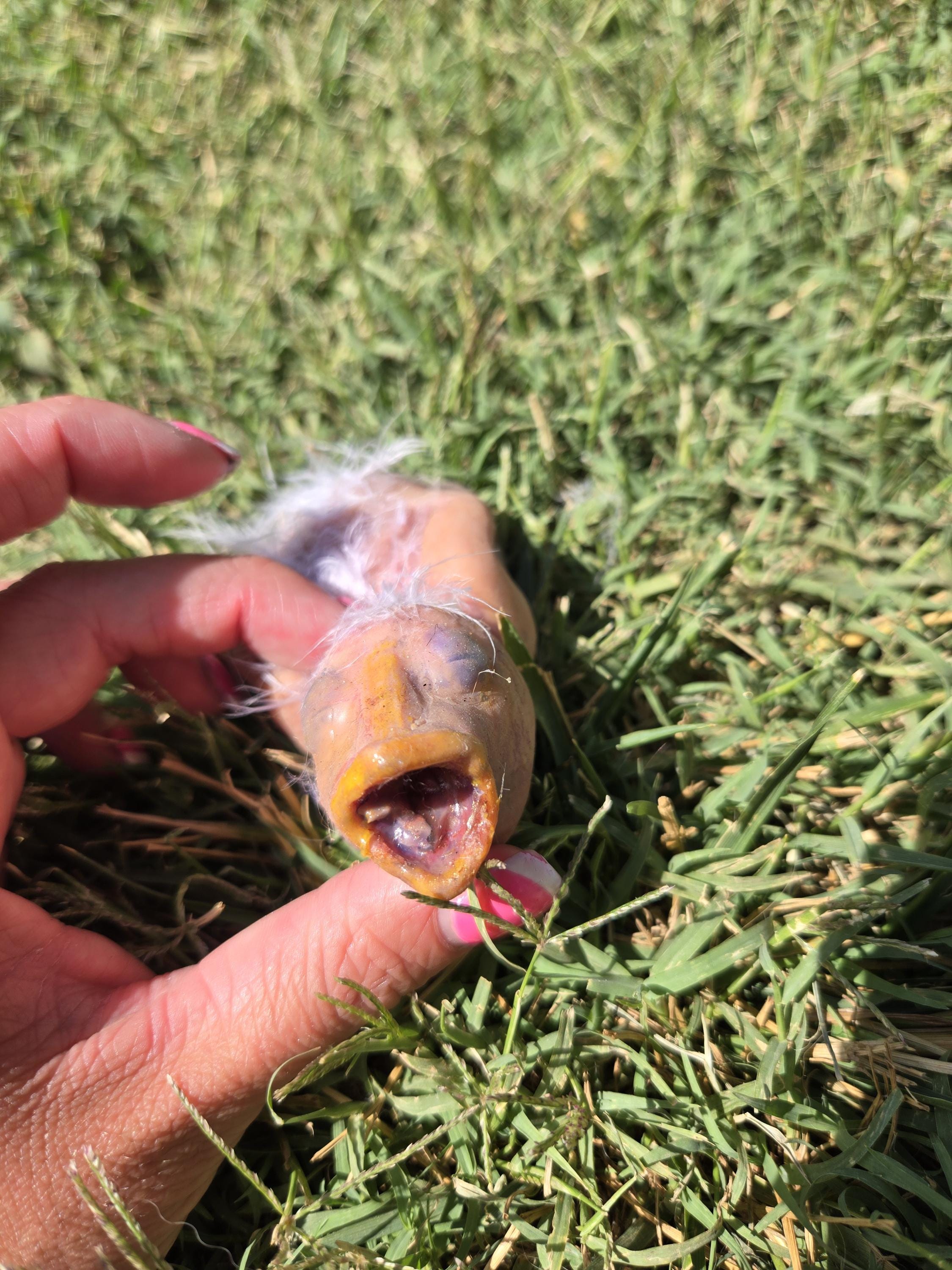 Custom 4" Silicone Baby Bird – Fantasy Creature Art Doll